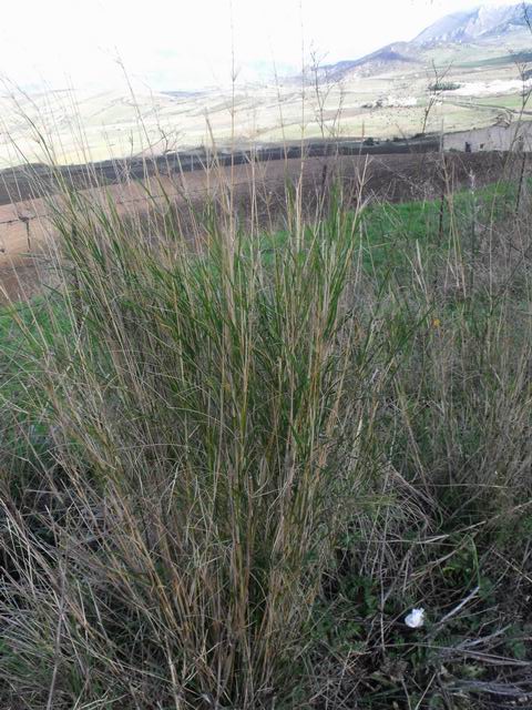 Oloptum thomasii (=Piptatherum miliaceum subsp. thomasii)
